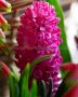 HYACINTHUS ORIENTALIS ‘JAN BOS‘ 15/16 CM. (300 LOOSE P.PLASTIC CRATE)