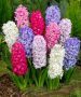 HYACINTHUS ORIENTALIS ‘MIX‘ 15/16 CM. (300 LOOSE P.PLASTIC CRATE)