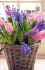 HYACINTHUS ORIENTALIS MIX 1516 CM. 300 LOOSE P.PLASTIC CRATE