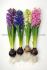 HYACINTHUS ORIENTALIS MIX 1516 CM. 300 LOOSE P.PLASTIC CRATE