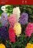 HYACINTHUS ORIENTALIS MIX 1516 CM. 300 LOOSE P.PLASTIC CRATE