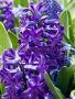 HYACINTHUS ORIENTALIS ‘PETER STUYVESANT‘ 15/16 CM. (300 LOOSE P.PLASTIC CRATE)