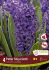 HYACINTHUS ORIENTALIS PETER STUYVESANT 1617 CM. 10 QUALITY PKGS.X 4