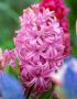 HYACINTHUS ORIENTALIS ‘PINK PEARL‘ 15/16 CM. (300 LOOSE P.PLASTIC CRATE)