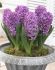 HYACINTHUS ORIENTALIS PURPLE SENSATION 1617 CM. 50 LOOSE P.BINBOX