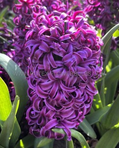 HYACINTHUS ORIENTALIS ‘PURPLE SENSATION‘ 16/17 CM. (50 LOOSE P.BINBOX)