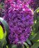 HYACINTHUS ORIENTALIS PURPLE SENSATION 1617 CM. 50 LOOSE P.BINBOX