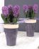 HYACINTHUS ORIENTALIS PURPLE SENSATION 1617 CM. 50 LOOSE P.BINBOX