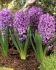 HYACINTHUS ORIENTALIS PURPLE SENSATION 1617 CM. 50 LOOSE P.BINBOX