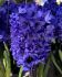 HYACINTHUS ORIENTALIS SPRINGFIELD 1617 CM. 50 LOOSE P.BINBOX