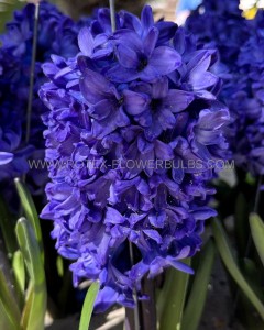 HYACINTHUS ORIENTALIS ‘SPRINGFIELD‘ 16/17 CM. (50 LOOSE P.BINBOX)