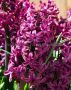 HYACINTHUS ORIENTALIS ‘WOODSTOCK‘ 15/16 CM. (300 LOOSE P.PLASTIC CRATE)