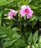 INCARVILLEA HARDY GLOXINIA DELAVAYI I 25 P.BAG