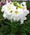 INCARVILLEA HARDY GLOXINIA DELAVAYI SNOWTOP I 25 P.BAG