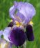 IRIS BEARDED IRIS GERMANICA ALCAZAR I 25 P.BAG