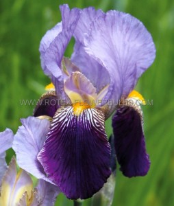 IRIS (BEARDED IRIS) GERMANICA ‘ALCAZAR‘ I (25 P.BAG)