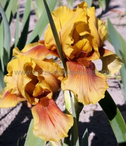 IRIS (BEARDED IRIS) GERMANICA ‘APACHE WARRIOR‘ I (25 P.BAG)