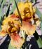 IRIS BEARDED IRIS GERMANICA APACHE WARRIOR I 25 P.BAG