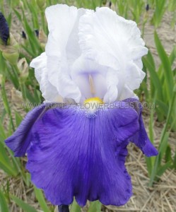 IRIS (BEARDED IRIS) GERMANICA ‘ARPEGE‘ I (25 P.BAG)