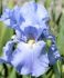 IRIS BEARDED IRIS GERMANICA BABBELING BROOK I 25 P.BAG