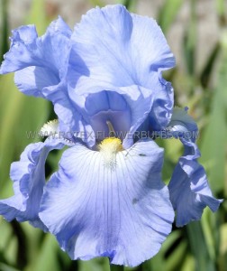 IRIS (BEARDED IRIS) GERMANICA ‘BABBELING BROOK‘ I (25 P.BAG)