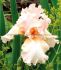 IRIS BEARDED IRIS GERMANICA BEVERLY SILLS I 25 P.BAG