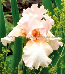 IRIS (BEARDED IRIS) GERMANICA ‘BEVERLY SILLS‘ I (25 P.BAG)