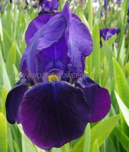 IRIS (BEARDED IRIS) GERMANICA ‘BISHOPS ROBE‘ I (25 P.BAG)