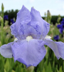 IRIS (BEARDED IRIS) GERMANICA ‘BLUE SAPPHIRE‘ I (25 P.BAG)