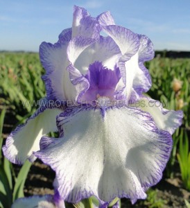 IRIS (BEARDED IRIS) GERMANICA ‘BOLD PRINT‘ I (25 P.BAG)