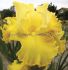 IRIS BEARDED IRIS GERMANICA BUCKWHEAT I 25 P.BAG