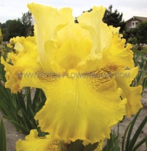 IRIS (BEARDED IRIS) GERMANICA ‘BUCKWHEAT‘ I (25 P.BAG)