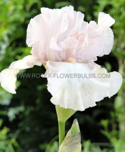 IRIS (BEARDED IRIS) GERMANICA ‘CHERISED‘ I (25 P.BAG)