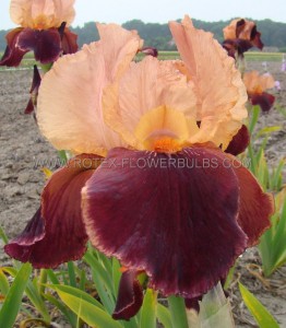 IRIS (BEARDED IRIS) GERMANICA ‘CIMARRON STRIP‘ I (25 P.BAG)