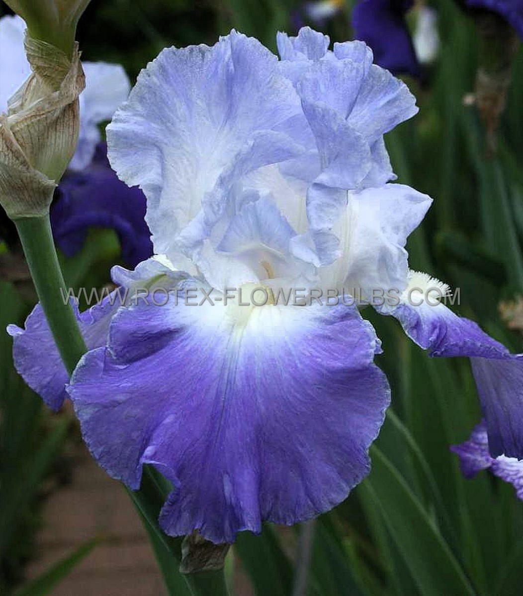 IRIS (BEARDED IRIS) GERMANICA ‘CLARENCE‘ I (25 P.BAG)