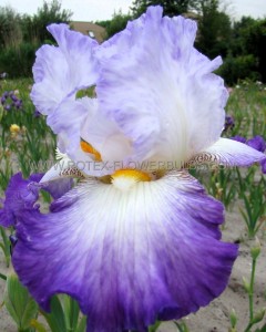 IRIS (BEARDED IRIS) GERMANICA ‘CONJURATION‘ I (25 P.BAG)