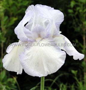 IRIS (BEARDED IRIS) GERMANICA ‘ENGLISH COTTAGE‘ I (25 P.BAG)