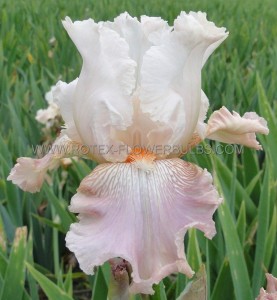 IRIS (BEARDED IRIS) GERMANICA ‘FRAPPE‘ I (25 P.BAG)