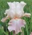 IRIS BEARDED IRIS GERMANICA FRAPPE I 25 P.BAG