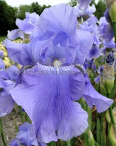 IRIS (BEARDED IRIS) GERMANICA ‘HARBOR BLUE‘ I (25 P.BAG)