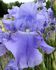 IRIS BEARDED IRIS GERMANICA HARBOR BLUE I 25 P.BAG