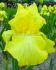 IRIS BEARDED IRIS GERMANICA HARVEST OF MEMORIES I 25 P.BAG