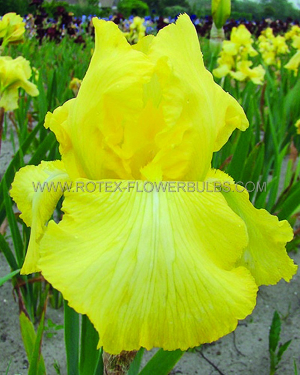 IRIS (BEARDED IRIS) GERMANICA ‘HARVEST OF MEMORIES‘ I (25 P.BAG)