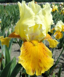 IRIS (BEARDED IRIS) GERMANICA ‘HONEY GLAZED‘ I (25 P.BAG)