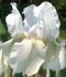 IRIS BEARDED IRIS GERMANICA IMMORTALITY I 25 P.BAG