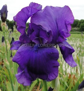 IRIS (BEARDED IRIS) GERMANICA ‘MATINATA‘ I (25 P.BAG)