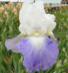 IRIS (BEARDED IRIS) GERMANICA ‘MISSION RIDGE‘ I (25 P.BAG)