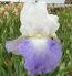 IRIS BEARDED IRIS GERMANICA MISSION RIDGE I 25 P.BAG