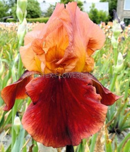 IRIS (BEARDED IRIS) GERMANICA ‘NATCHEZ TRACE‘ I (25 P.BAG)