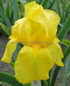 IRIS (BEARDED IRIS) GERMANICA ‘OLA KALA‘ I (25 P.BAG)